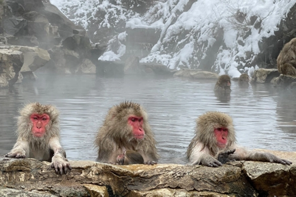 地獄谷野猿公苑